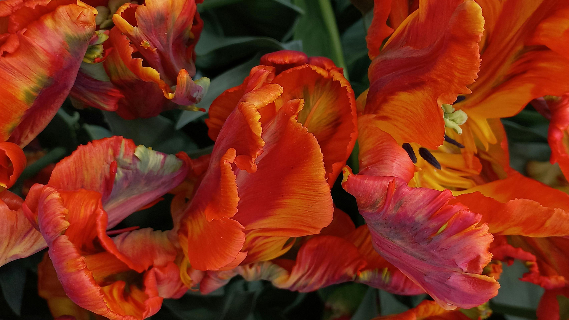 Blumen